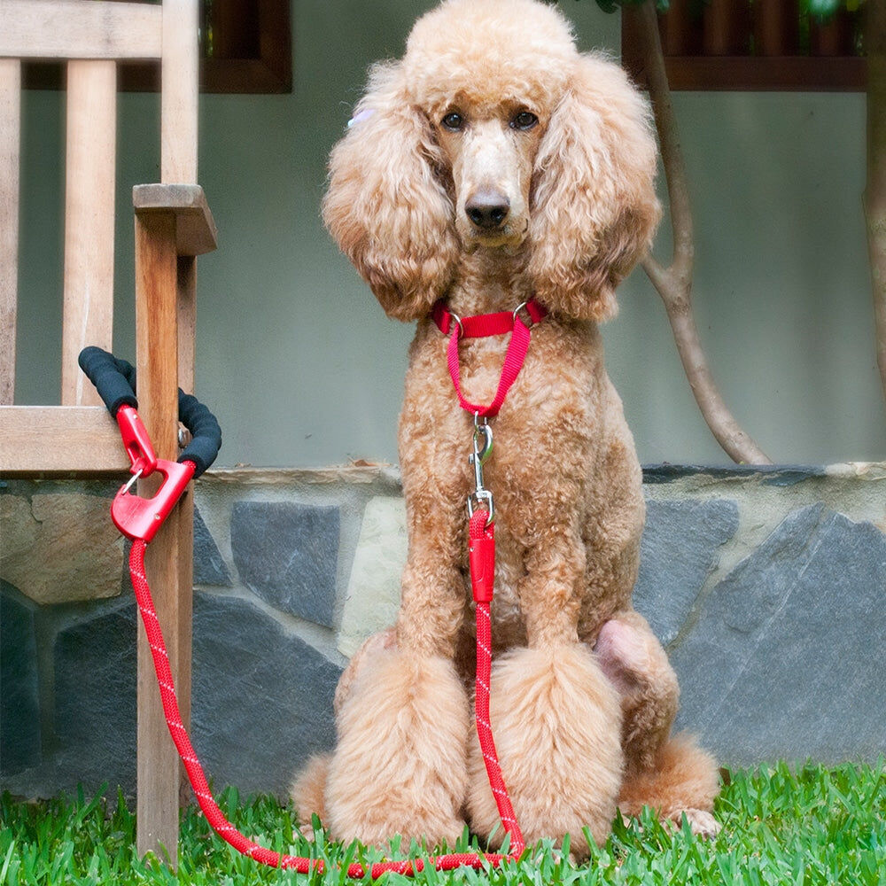 12ssr-annabel-trends-sturdy-easy-snap-stay-secure-dog-leash-red