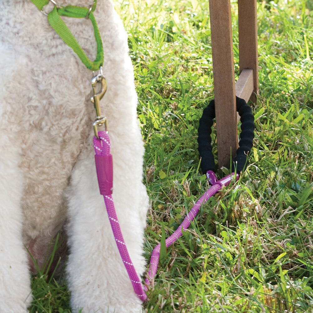 12ssa-annabel-trends-sturdy-easy-snap-stay-secure-dog-leash-aqua