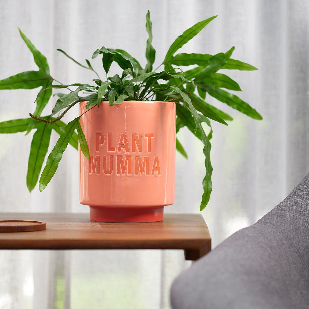 52pm-annabel-trends-ceramic-planter-flower-pot-decor-17cm-plant-mumma