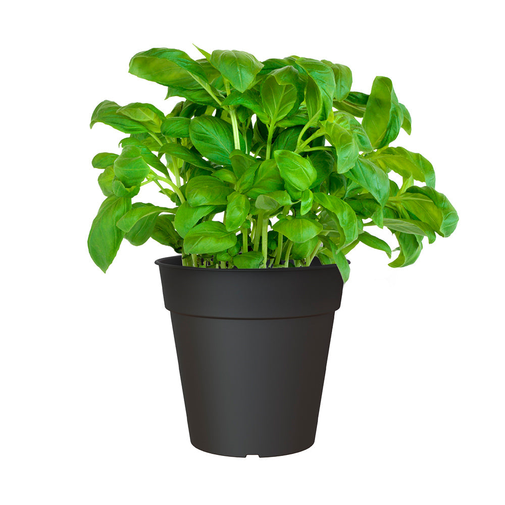 Artevasi Madagascar Plastic Indoor/Outdoor Garden Plant Pot 15x14.2cm Anthracite — image 2