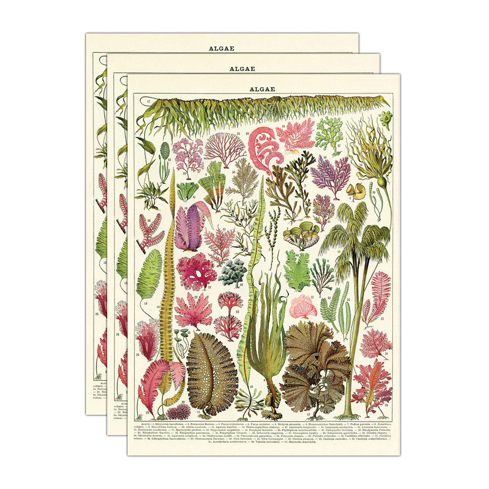 Cavallini Paper Poster Prints/Gift Wrap Wall Art Home Decor 50x70cm Algae (3 Pack)