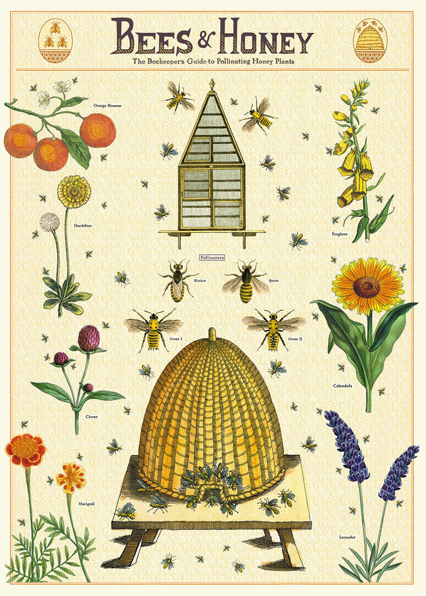 Cavallini Paper Poster Prints/Gift Wrap Wall Art Decor 50x70cm Bees & Honey