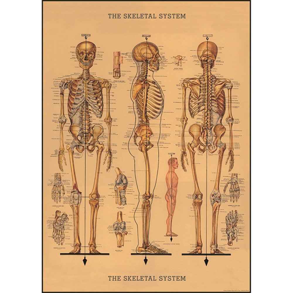 Cavallini Paper Poster Prints/Gift Wrap Wall Art Decor 50x70cm Skeleton (3 Pack) — image 2
