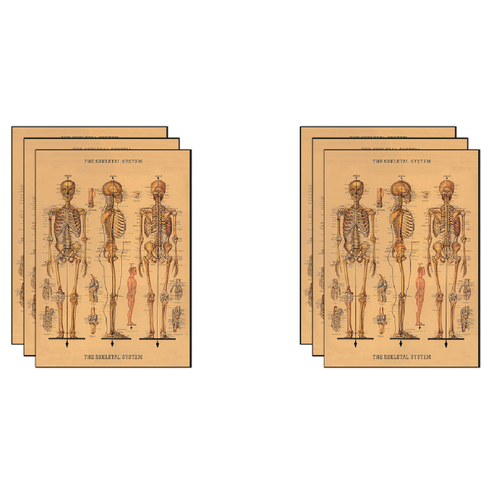 Cavallini Paper Poster Prints/Gift Wrap Wall Art Decor 50x70cm Skeleton (6 Pack)