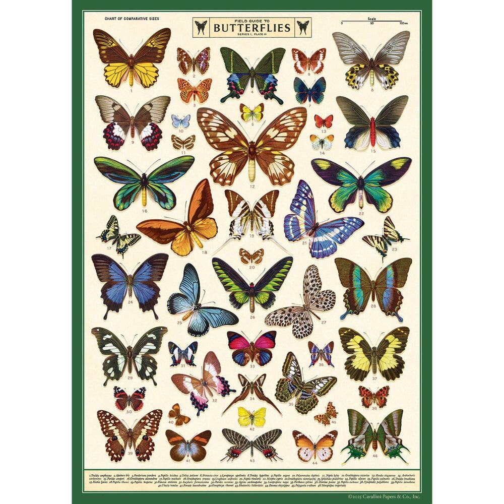Cavallini Poster Gift Wrap Paper Vintage Art Field Guide to Butterflies (2 Pack) — image 2