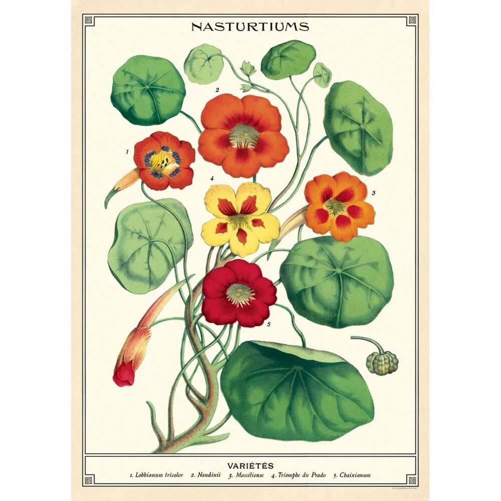 Cavallini Poster Gift Wrap Nasturtiums Vintage Botanical 50x70cm (2 Pack) — image 2