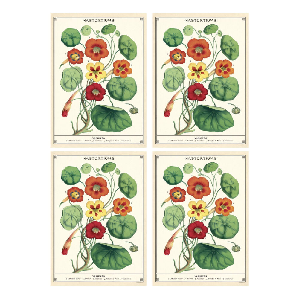 Cavallini Poster Gift Wrap Nasturtiums Vintage Botanical 50x70cm (4 Pack)