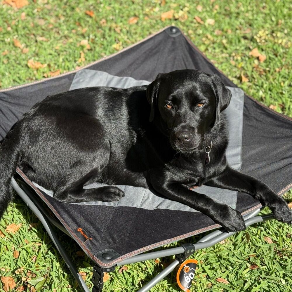 Wildtrak Deluxe Folding Pet Camp Bed XL with Removable Cover - Foldaway Design for Easy Transport - 95x95cm Grey Durable Fabric — image 3
