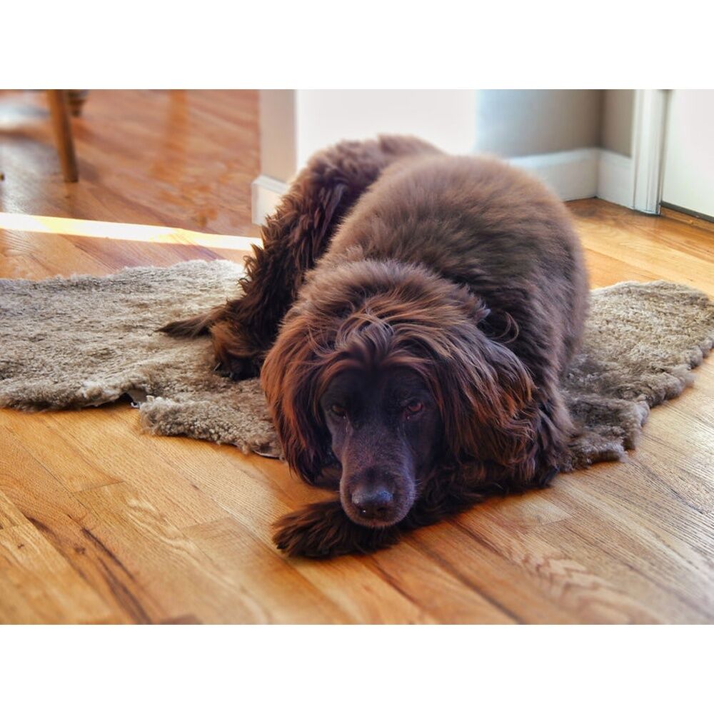 Huxford Grove Shorn Curly Sheepskin Rugs For Your Pet - Natural Earthy Neutral Tones - Soft Durable Material - 60x8.5x2.5cm Size Assorted Mix From — image 2