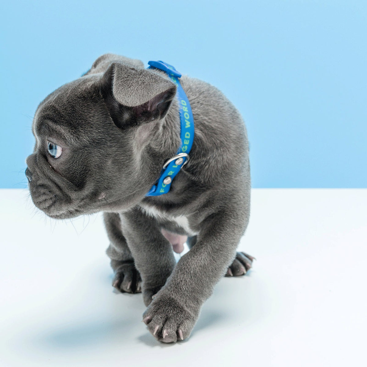 Gummi Waterproof PVC Rubber Bling Dog Collar Neck Strap Pet Fashion Large Blue — image 3