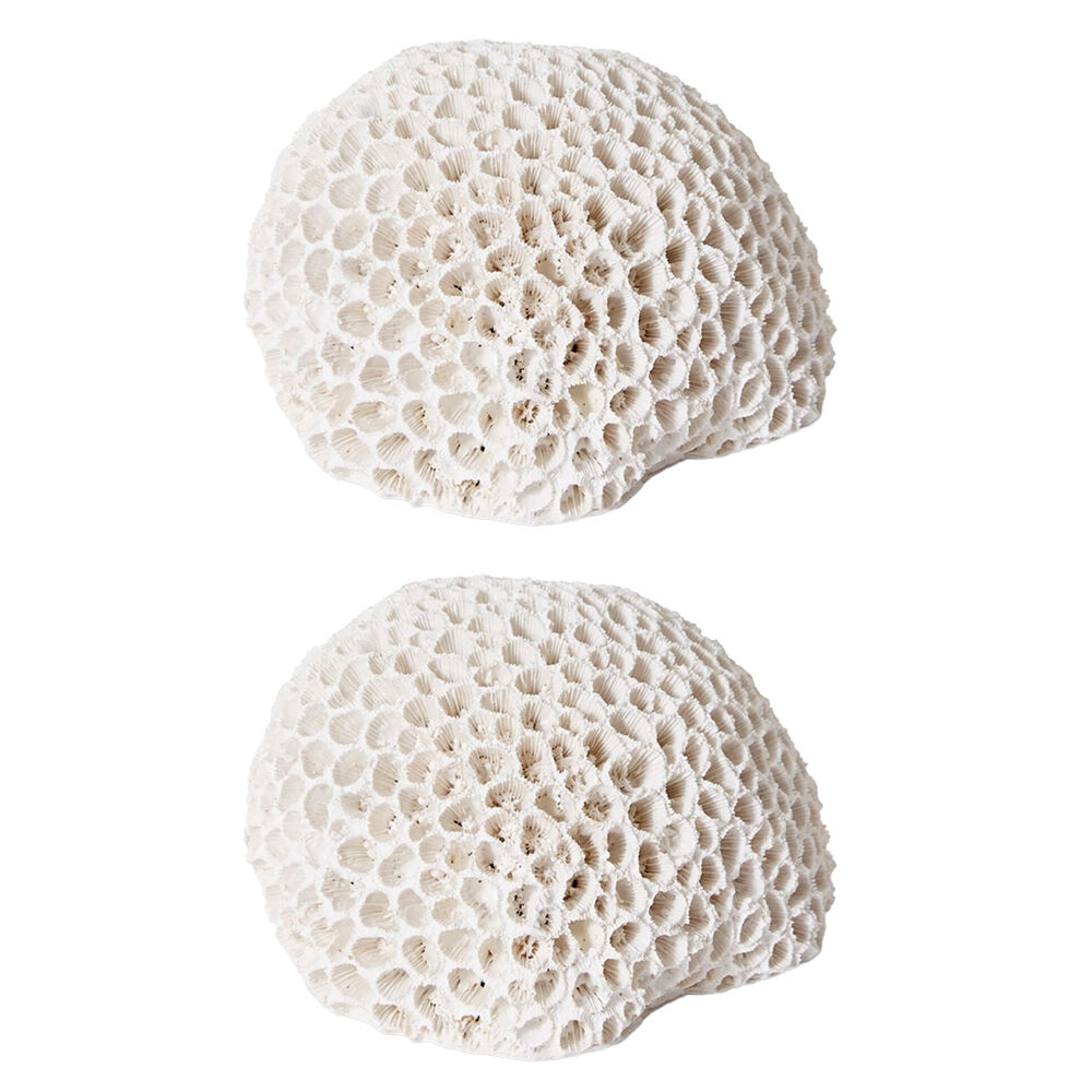 E Style Coral Brain Decorative Display Polyresin 16x13cm - White (2 Pack)