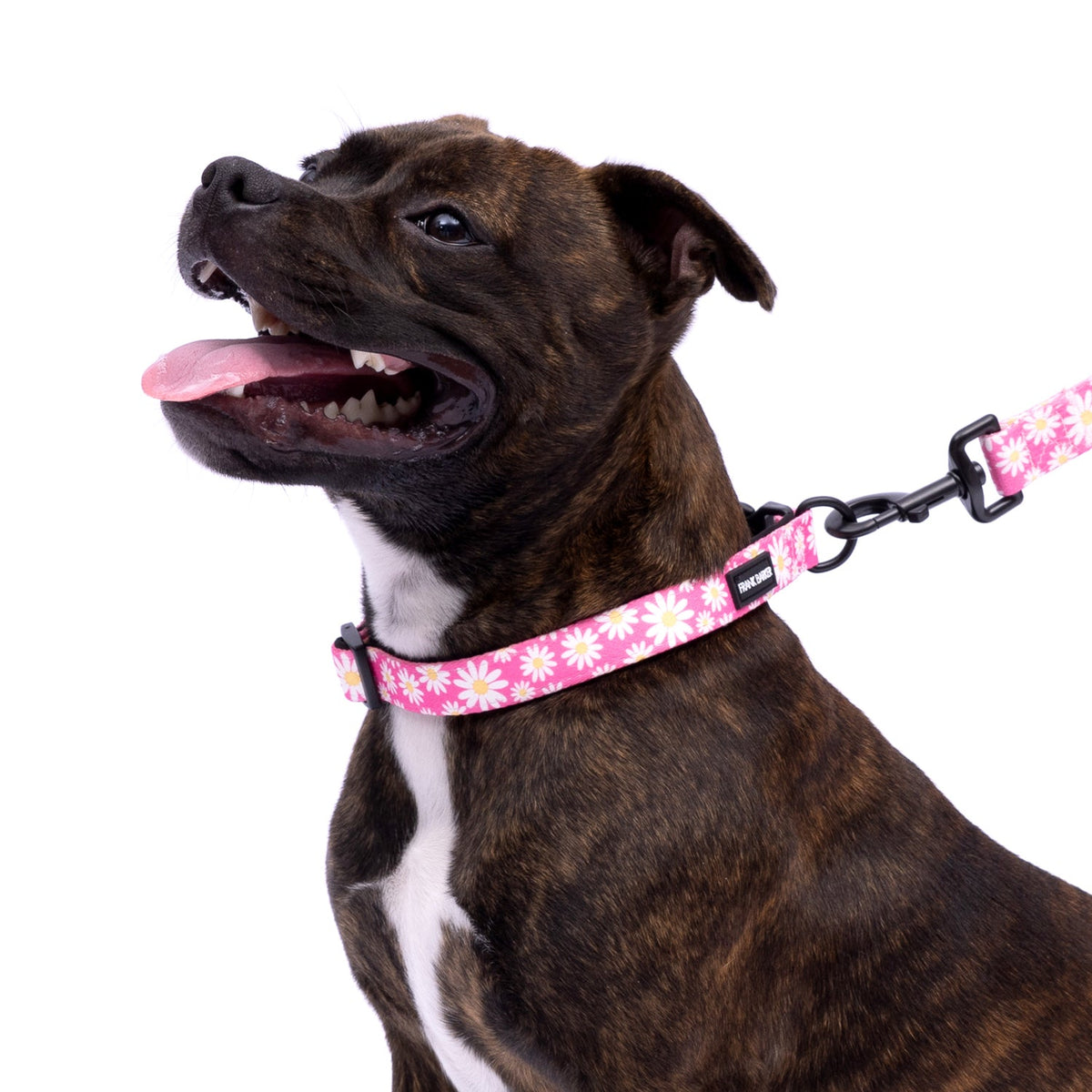 Splosh Frank Barker XS Pink Daisies Dog Collar Adjustable Neck Strap 19-28cm — image 3