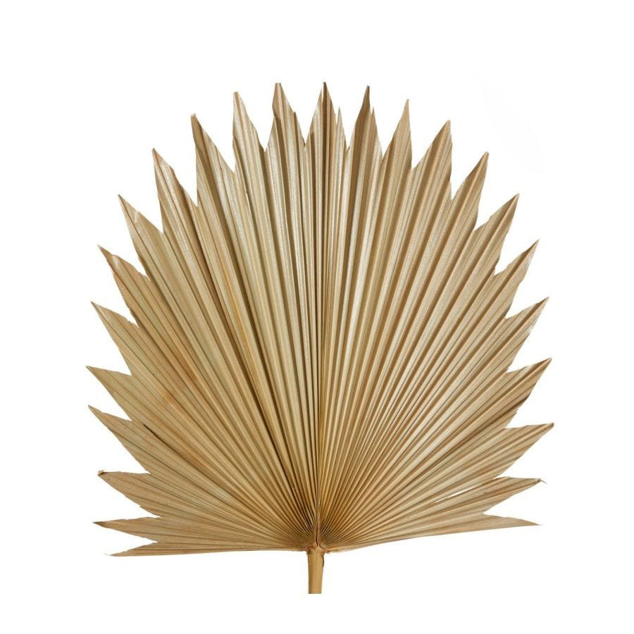 E Style Decorative 103cm Sun Fan Palm Dried Stem Home Room Decor Natural (2 Pack) — image 2