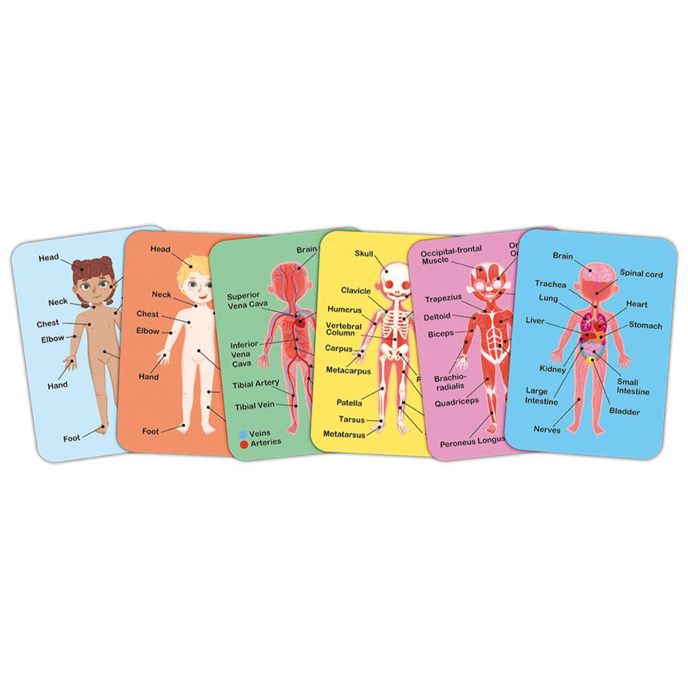 Hape Human Body Magnetic Puzzle Educational Learning Toy for Kids/Child 3Y+ — image 2