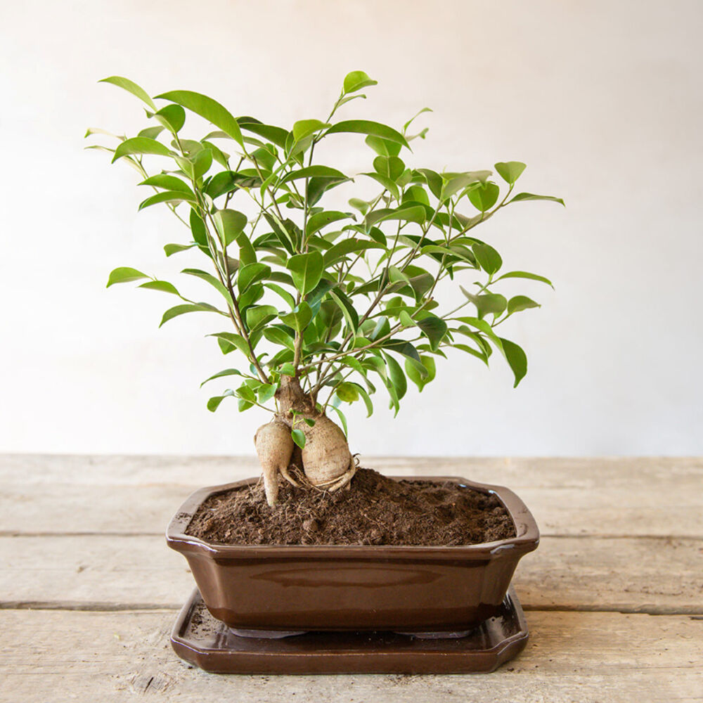 Esschert Design Medium Brown Gardening Accessory Rectangular Bonsai Pot — image 3