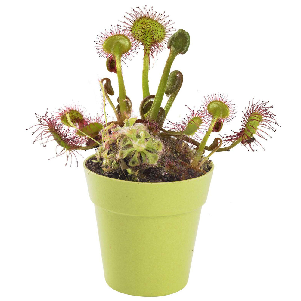 MRS Green Grow Your Own Carnivorous Plant Kids/Children Activity Growing Kit — image 2