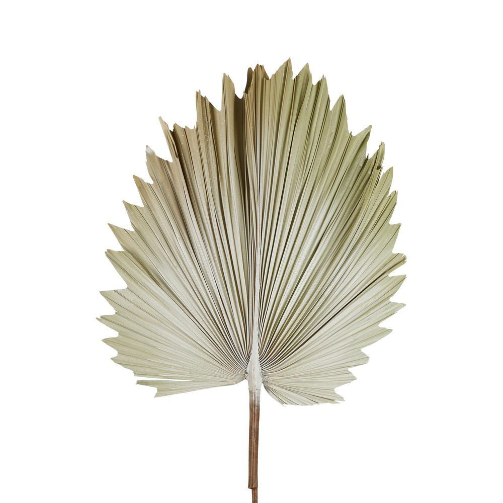 Belle Preserved Palm Leaf 89cm Dried Plant Home/Room Garden Decor Small Cream