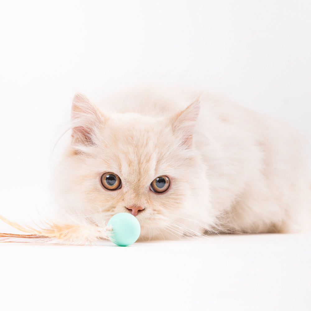 Pidan Bouncy Ball Pet Cat/Kitten Interactive Fun Activity Play Hunting Toy (3 Pieces) — image 4