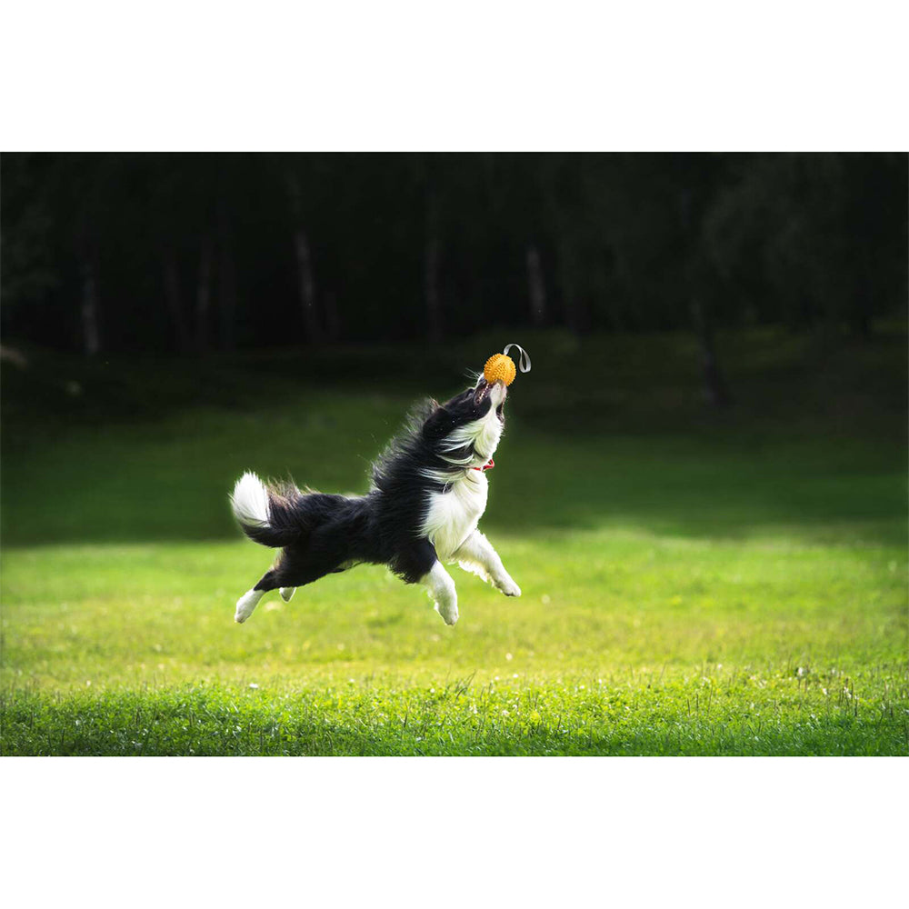 Petopia Ultra Tough Rubber Durable Durian Dog Toy Chew Treat Assorted — 9cm Medium