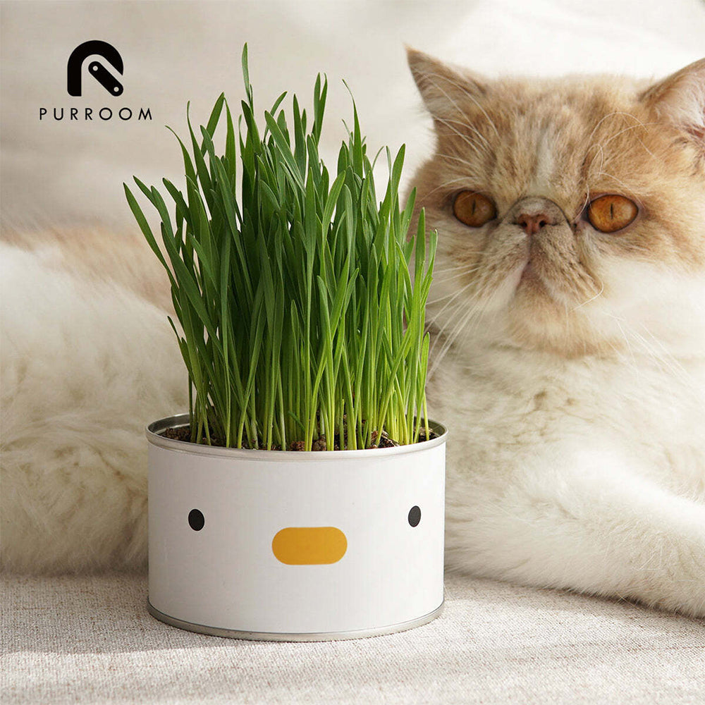 Purroom Cat/Kitten Grass Cultivation Kit Feline Food Pet Hairball Remedy Chick — image 3