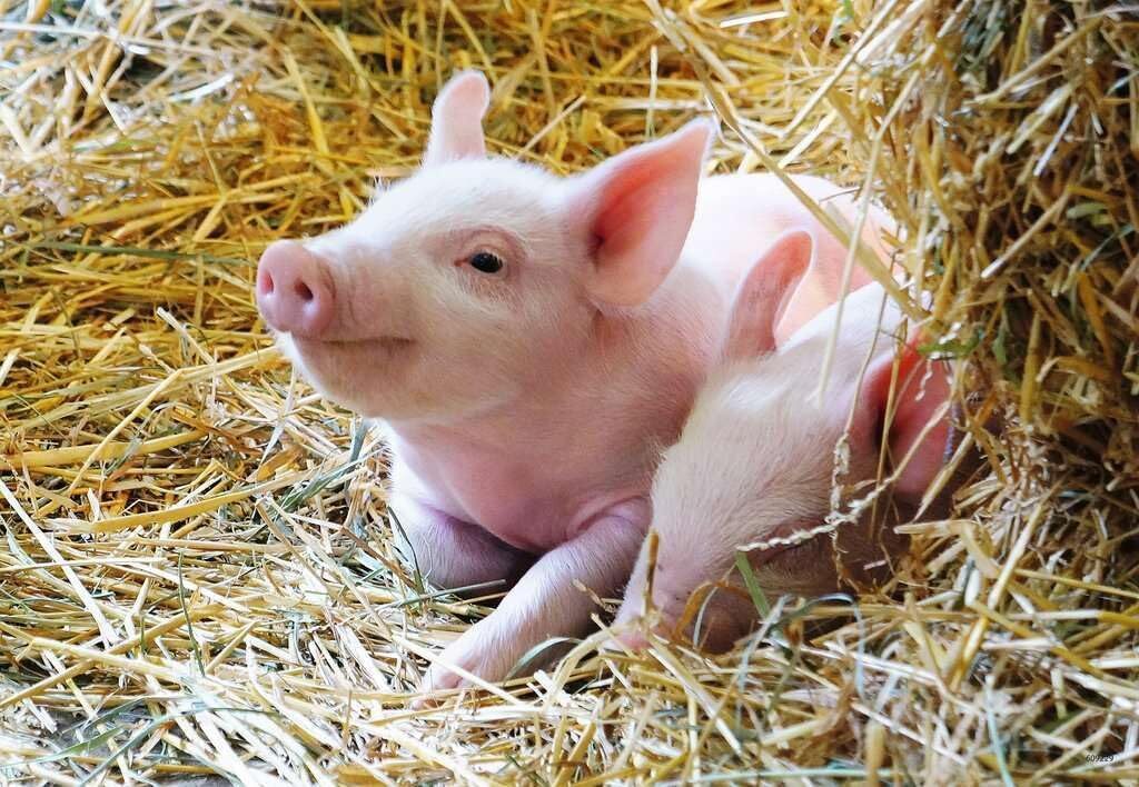 Ravensburger 2x12pc Ravensburger Farm Animals Babies Kids/Childrens Jigsaw Puzzle Set 3y+