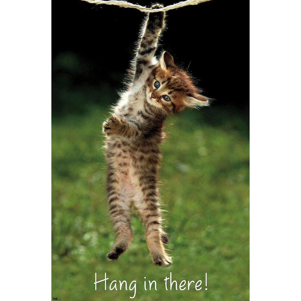 Impact Merch Kitten Hang in There Reg Poster Room Wall Decor Display 91x60cm