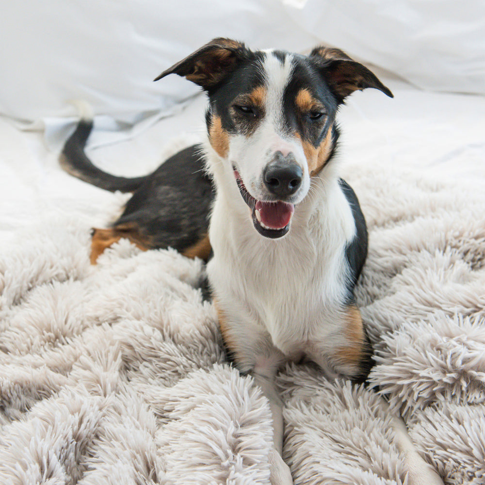 Superior Pet Plus Small Water Resistant Calming Pet Blanket Aspen 90x70cm