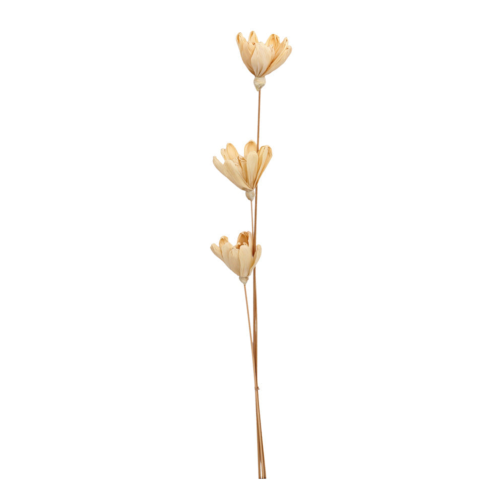 Urban 80cm Dried Foliage Solar Flower w/ Stem Preserved Home Display Natural (3 Pieces)