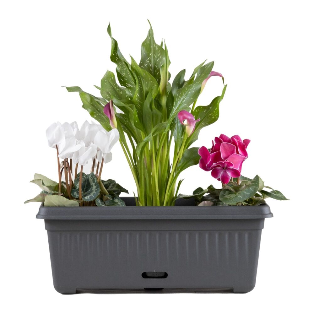 Homeleisure WaterSaver Traditional Rect Planter Flower/Plant Pot 48cm Charc — image 2