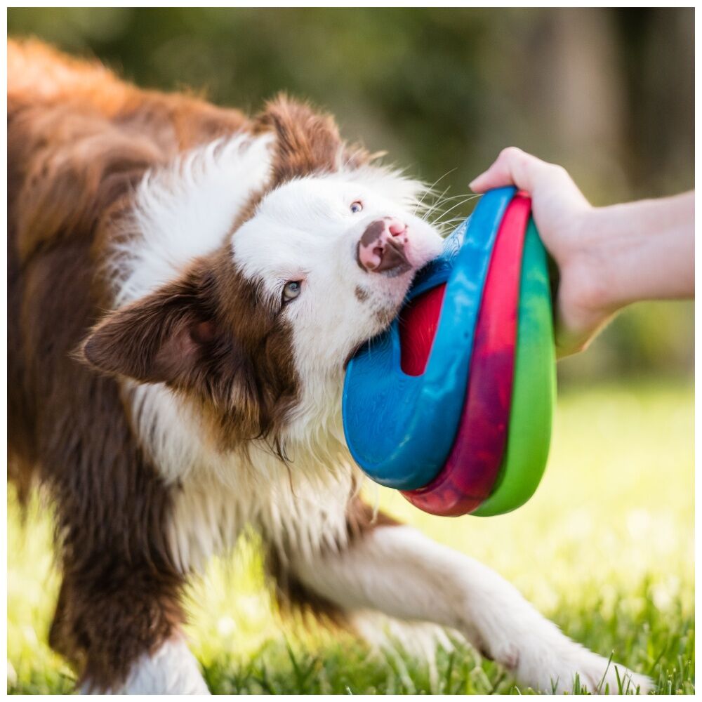 West Paw Large Hibiscus Sailz Discus Golf Pet Dog Throwing Soft Chew Toy — image 2